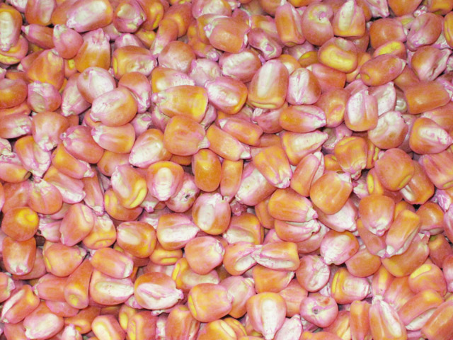 Розпродаж насіння кукурудзи